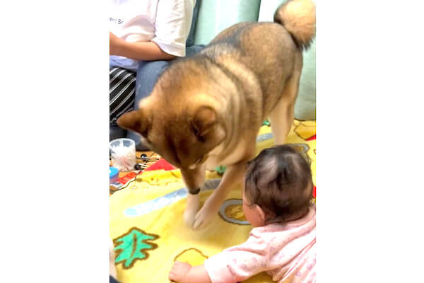 見よ！これが高速ホリホリだ！」赤ちゃんを喜ばすことに全力な柴犬