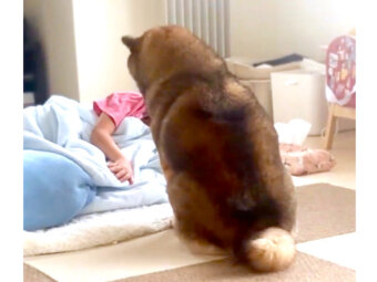 柴犬,動画