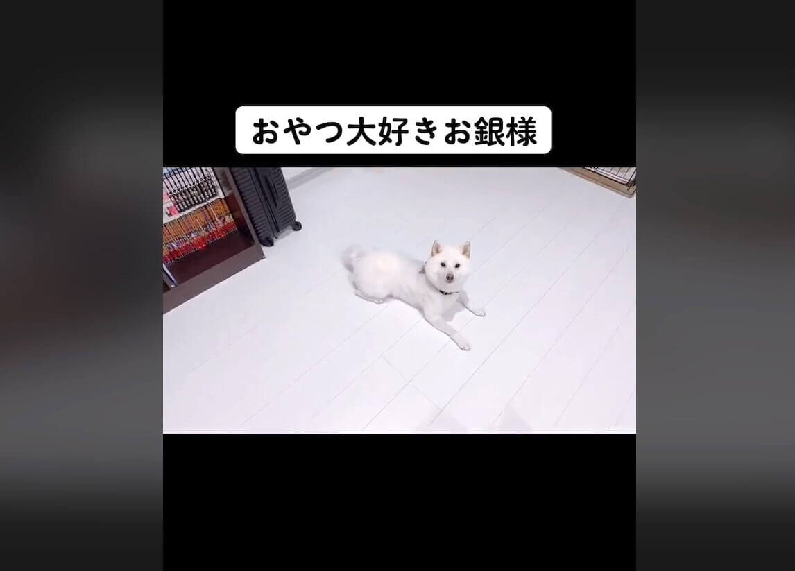 柴犬,動画