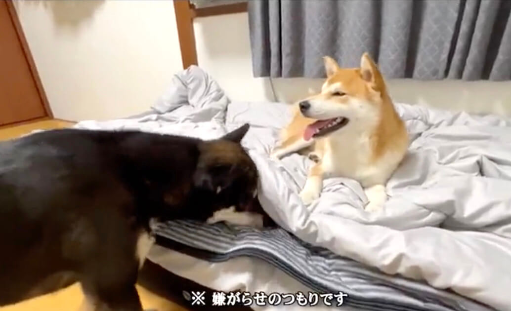 柴犬,動画