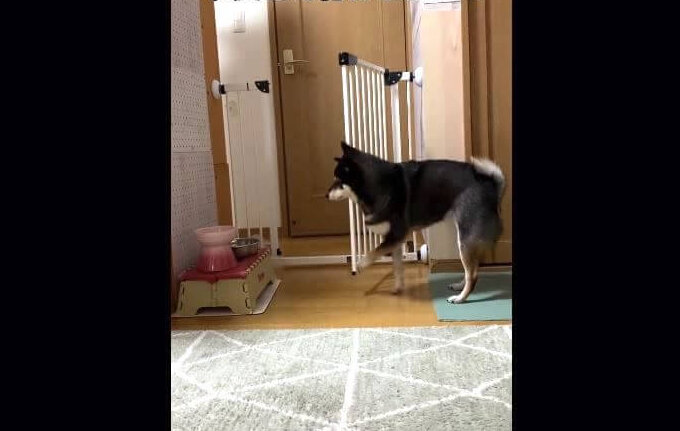 柴犬,動画