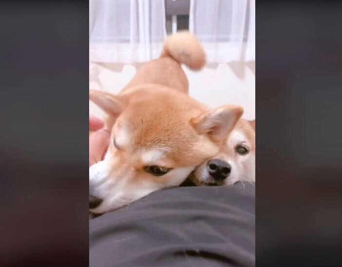 柴犬,動画