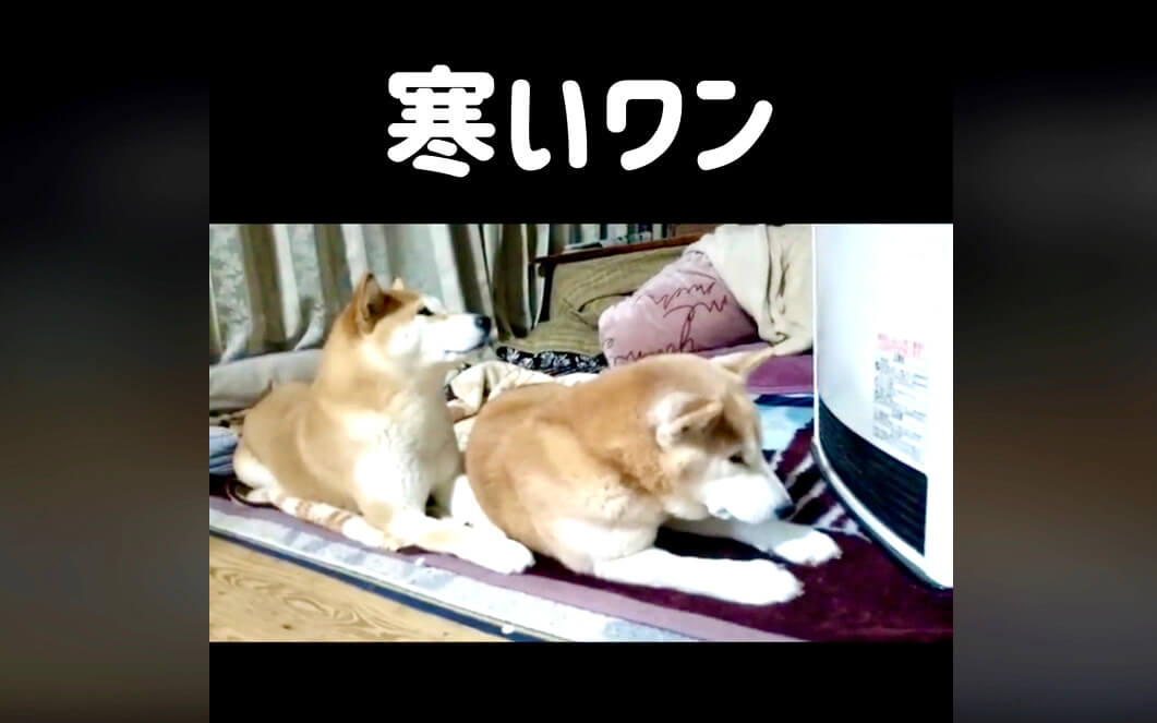 柴犬,動画