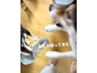 柴犬,YouTube