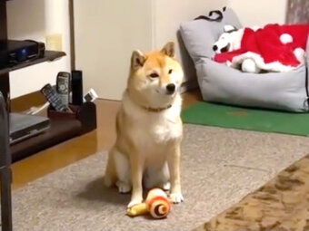 柴犬,動画