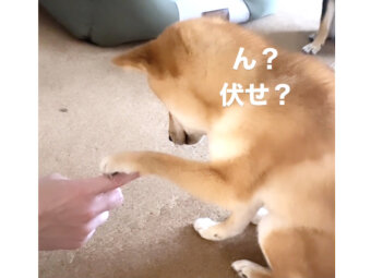 柴犬,Instagram