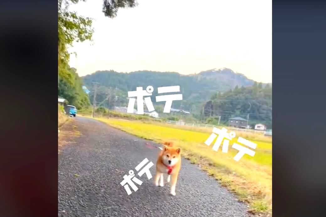 柴犬,動画