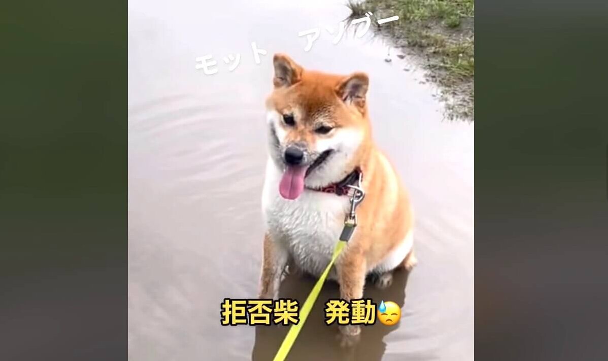 柴犬,動画