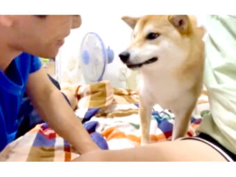 柴犬,動画