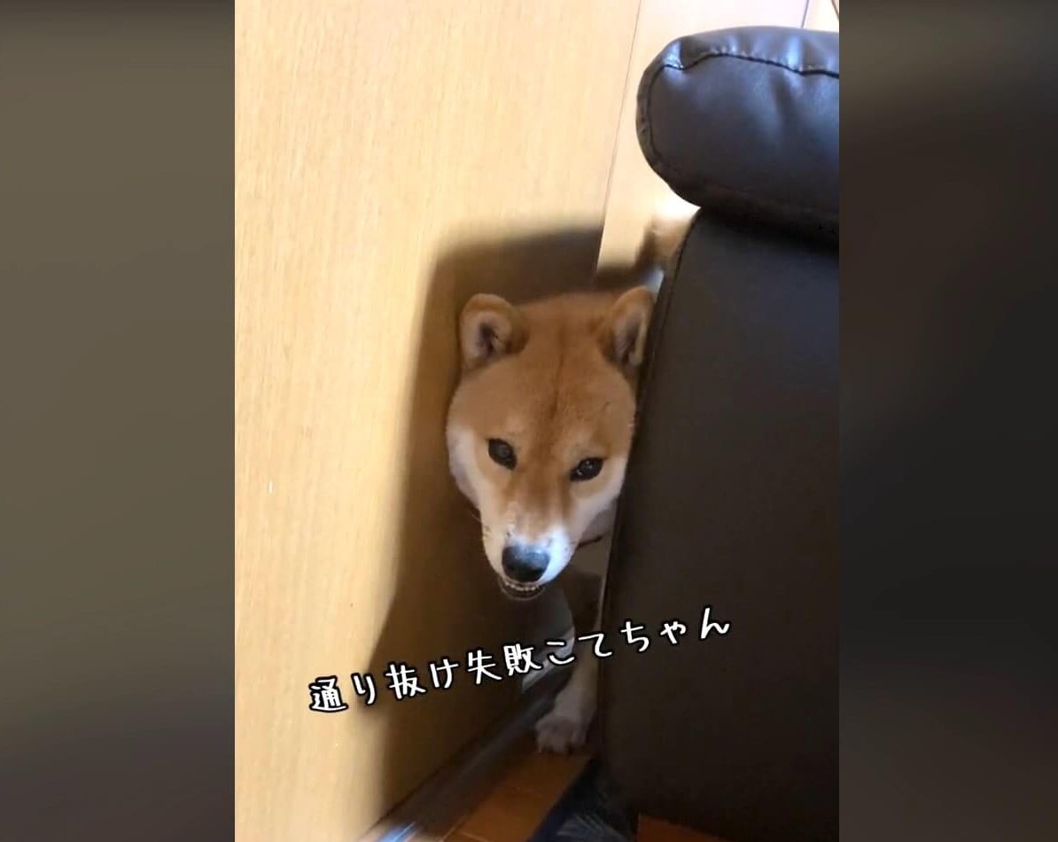 柴犬,動画