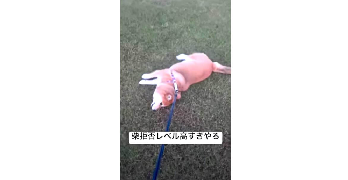 柴犬,YouTube