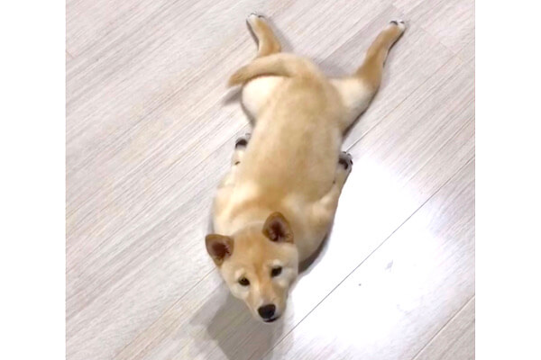 柴犬さん☆骨 なんじゃこりゃ」「骨ある？」とんでもないポーズの柴犬にザワザワ