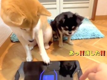 柴犬,動画