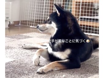 柴犬,動画