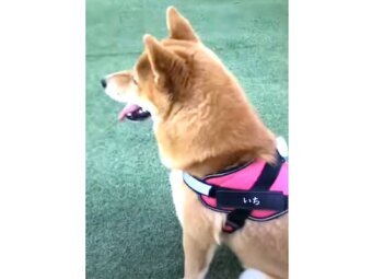 柴犬,YouTube