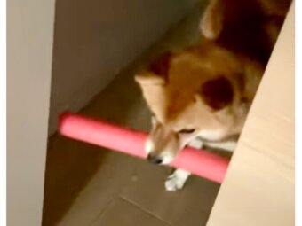 柴犬,動画