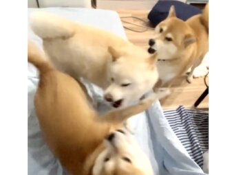 柴犬,動画