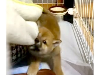 柴犬,動画