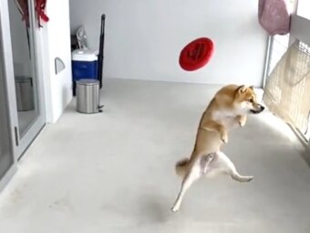 柴犬,動画