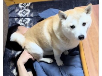 柴犬,動画