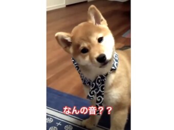 柴犬,動画