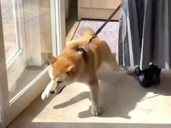 柴犬,動画