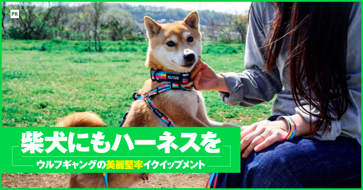 柴犬 安い ハーネス 抜ける