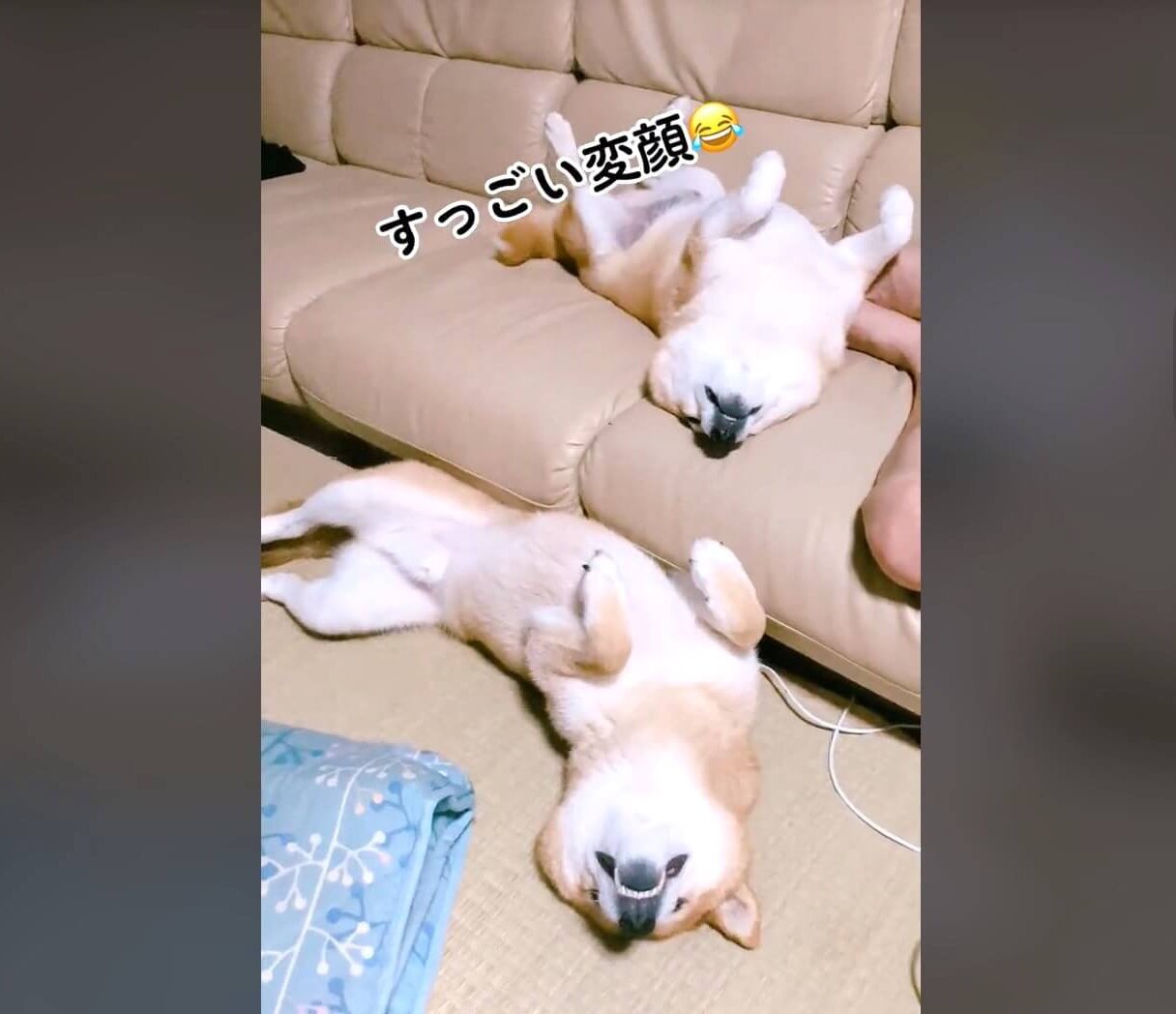 柴犬,動画