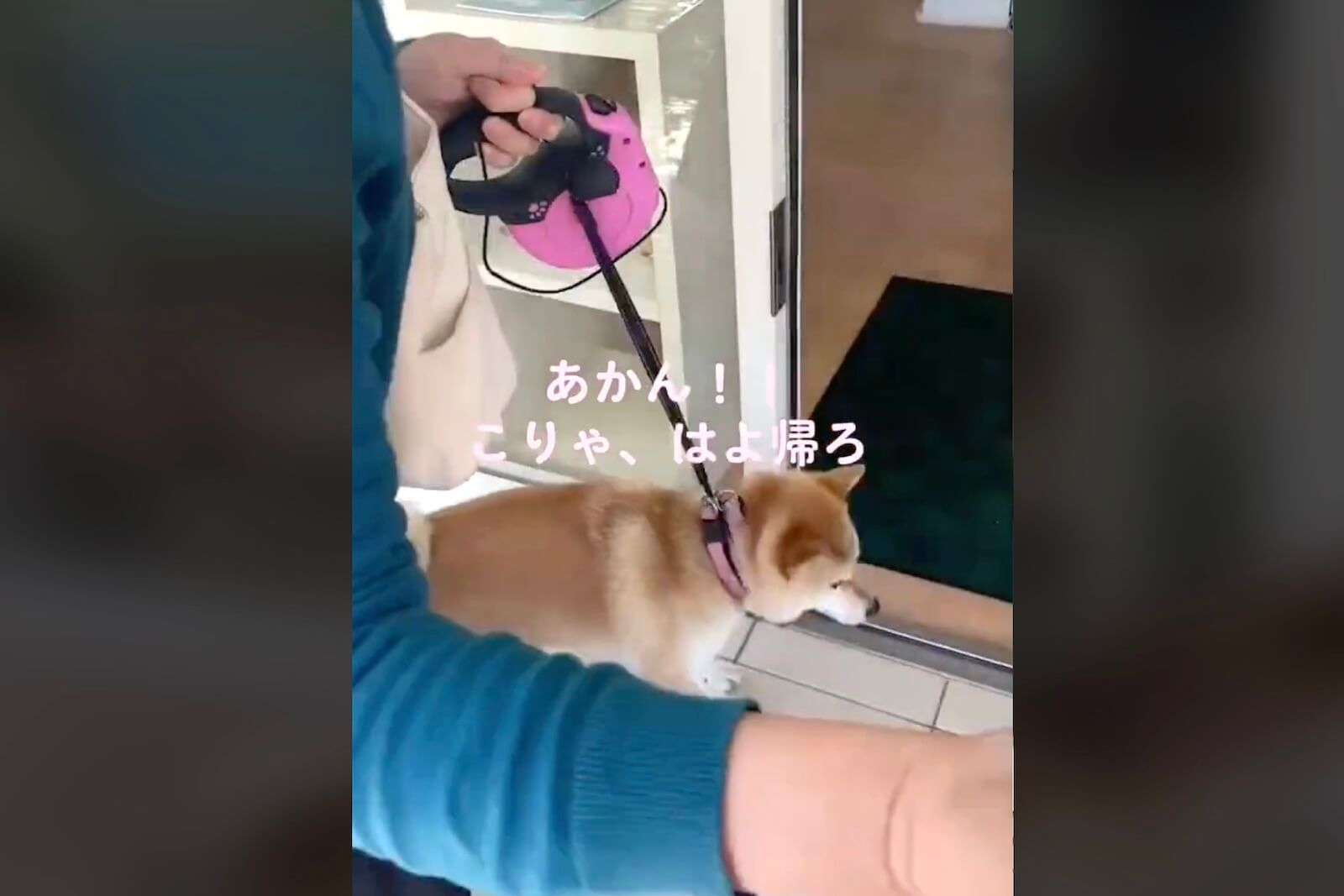 柴犬,動画