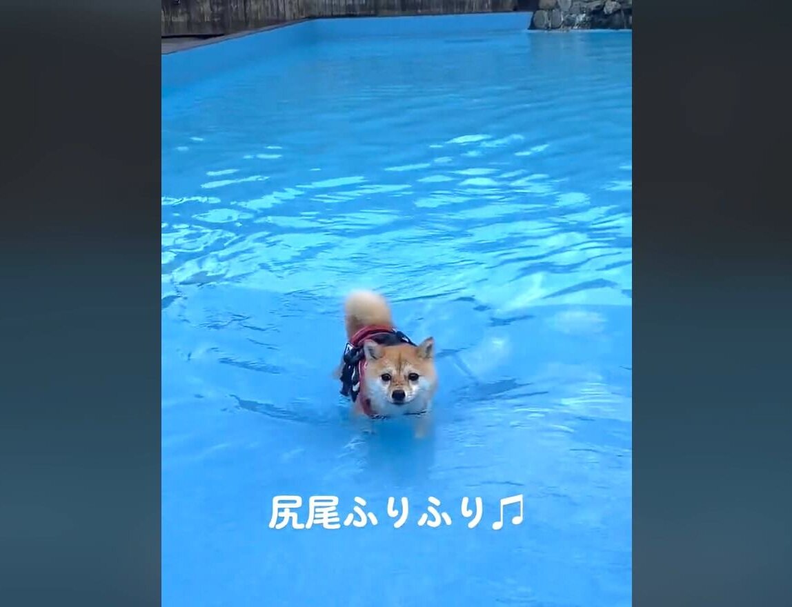 柴犬,動画