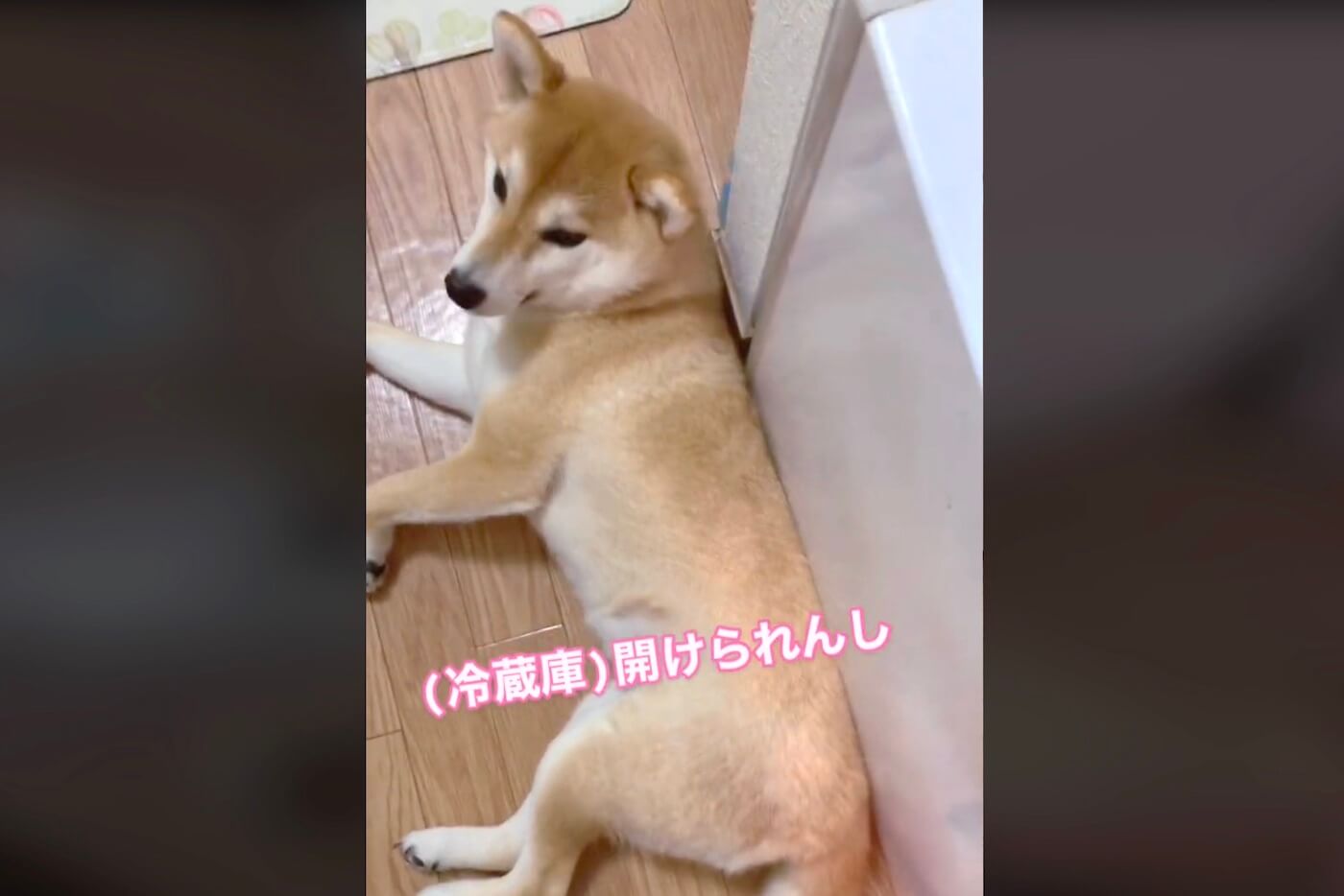 柴犬,動画