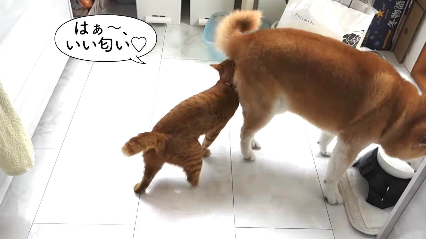 柴犬,動画