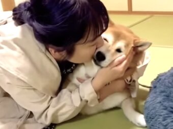 柴犬,動画