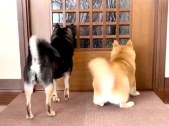 柴犬,動画