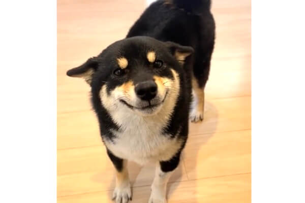 クリスマスツリー特価！ 超激レア、UZU立派なジョニー柴犬メス ルアー・フライ
