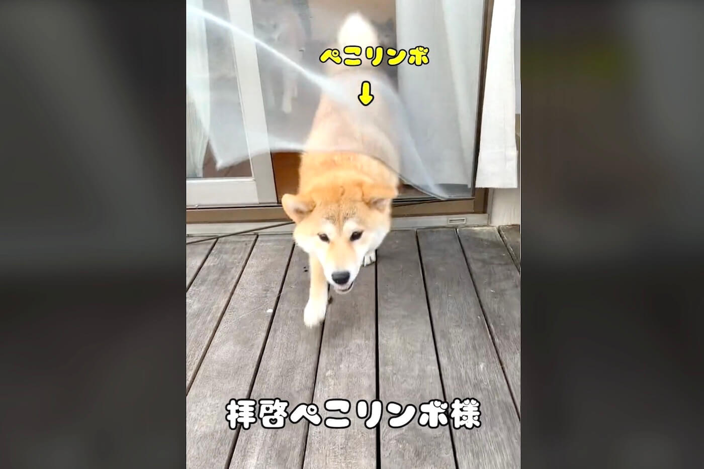 柴犬,動画