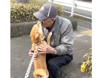 柴犬,動画