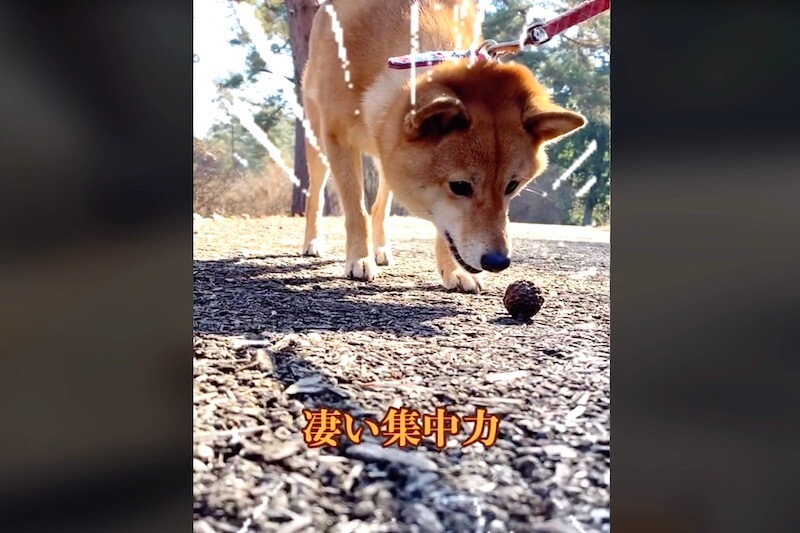 柴犬,動画