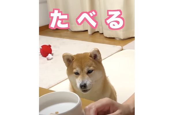 Amazon.co.jp: Broadwatch 話す 喋る 動く 歌う 踊る 【 お話だ