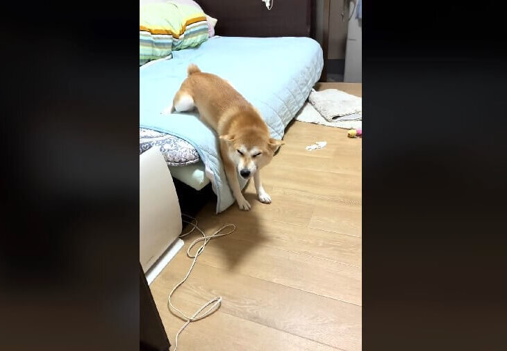 柴犬,動画