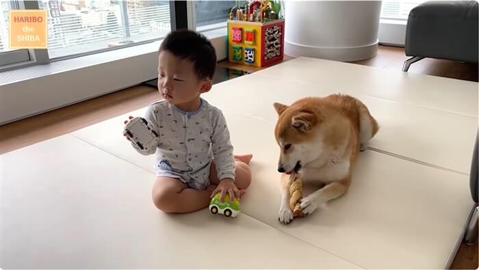 柴犬,動画