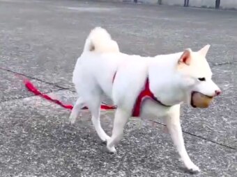 柴犬,動画
