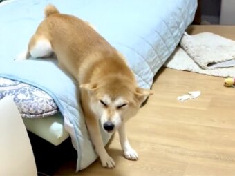 柴犬,動画