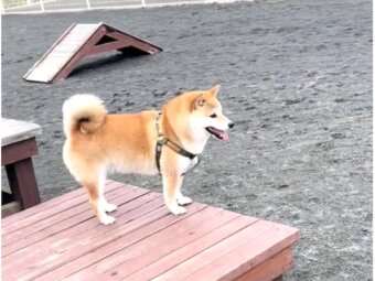 柴犬,動画