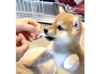 柴犬,動画
