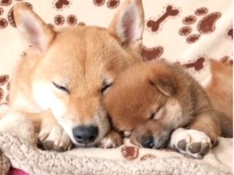 柴犬,動画