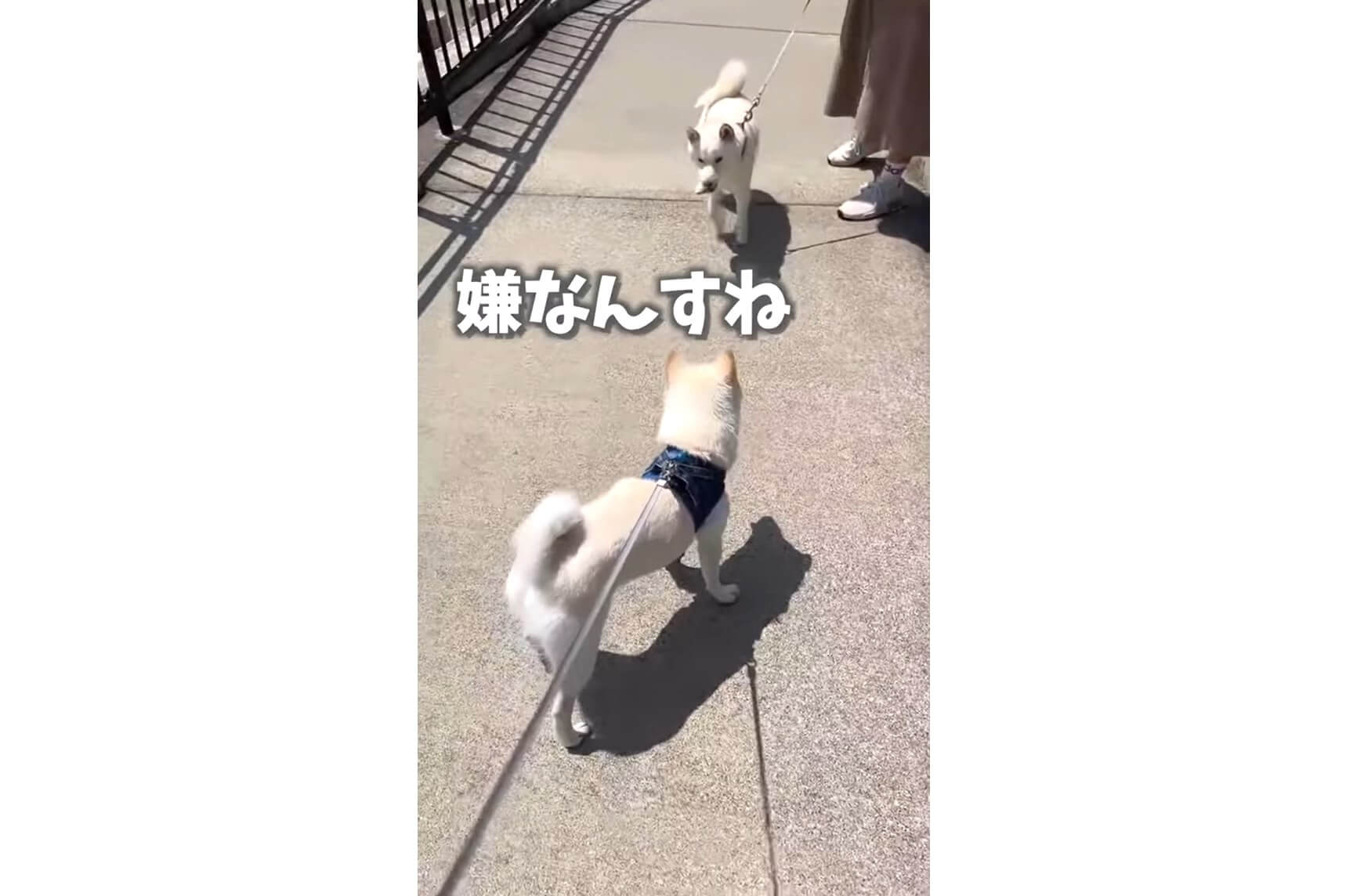 柴犬,動画