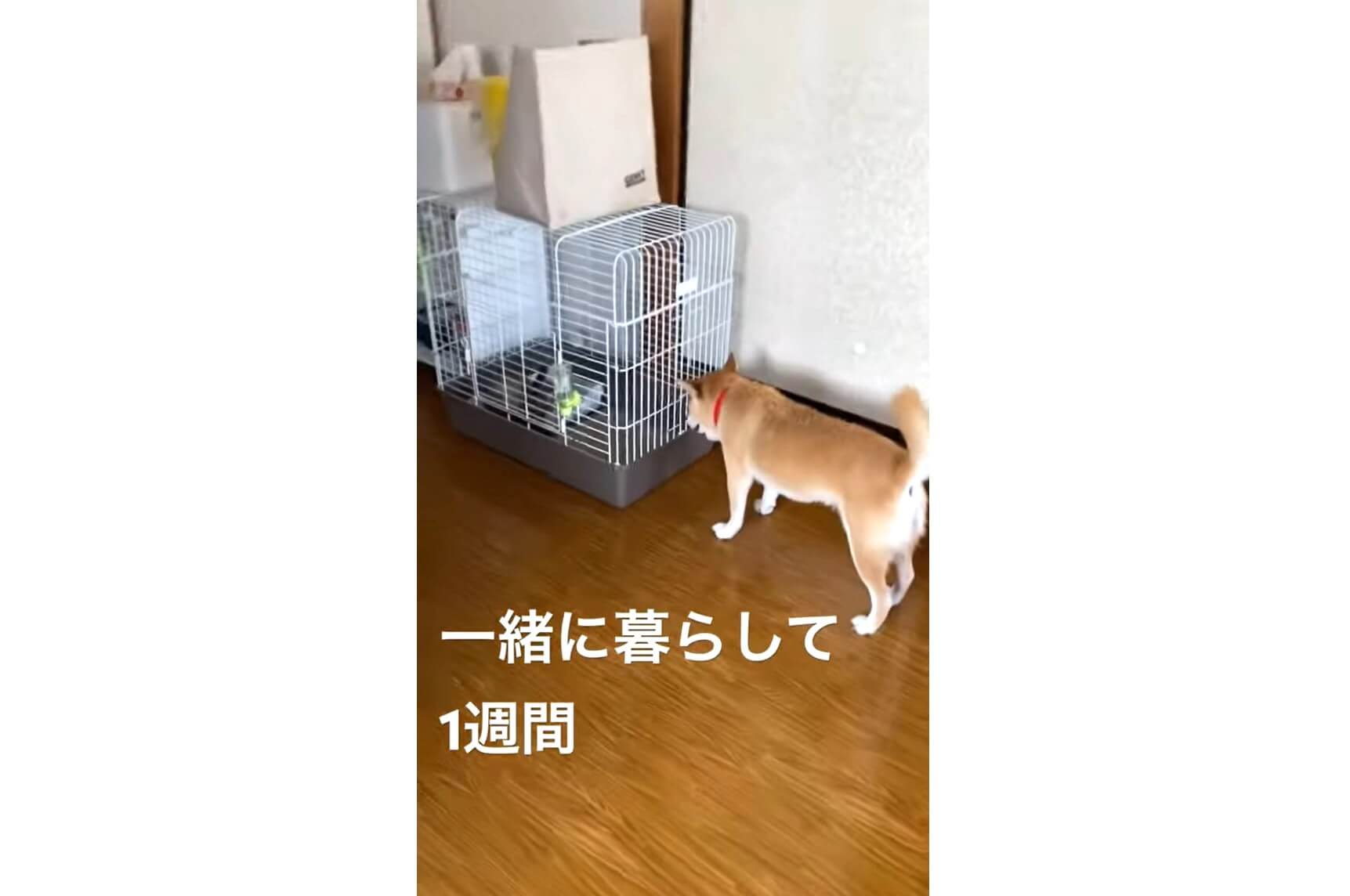 柴犬,動画