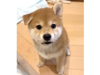 柴犬,動画
