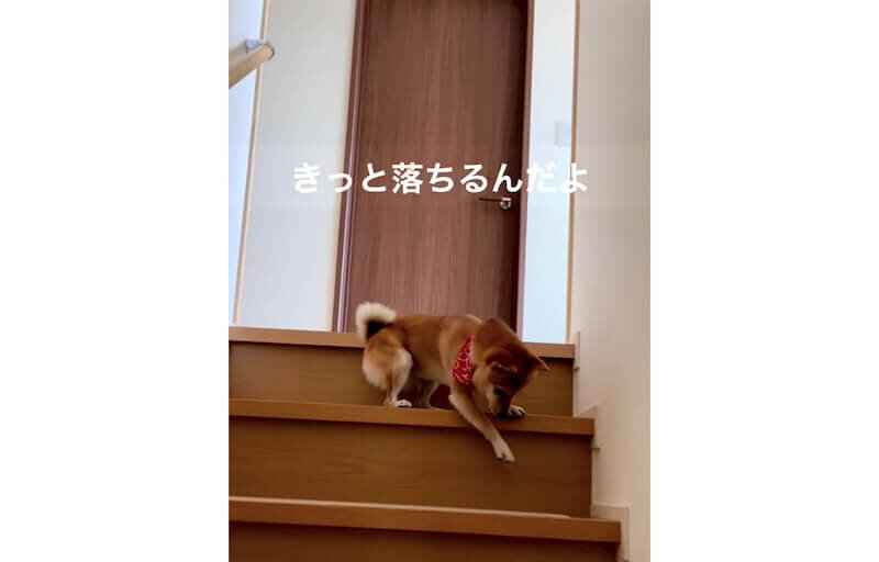 柴犬,動画